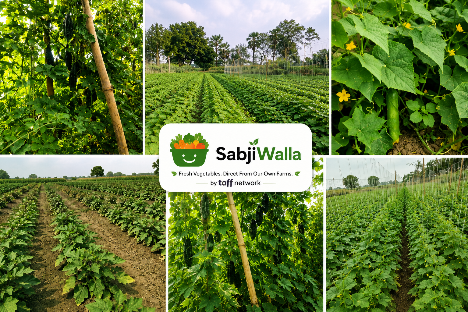 Sabjiwalla Farm By TAFF Network